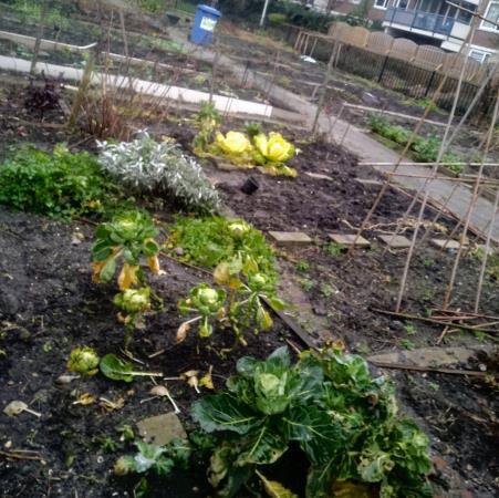 Community allotment plot in an inner courtyard in winter, with vegetables and a raised bed.